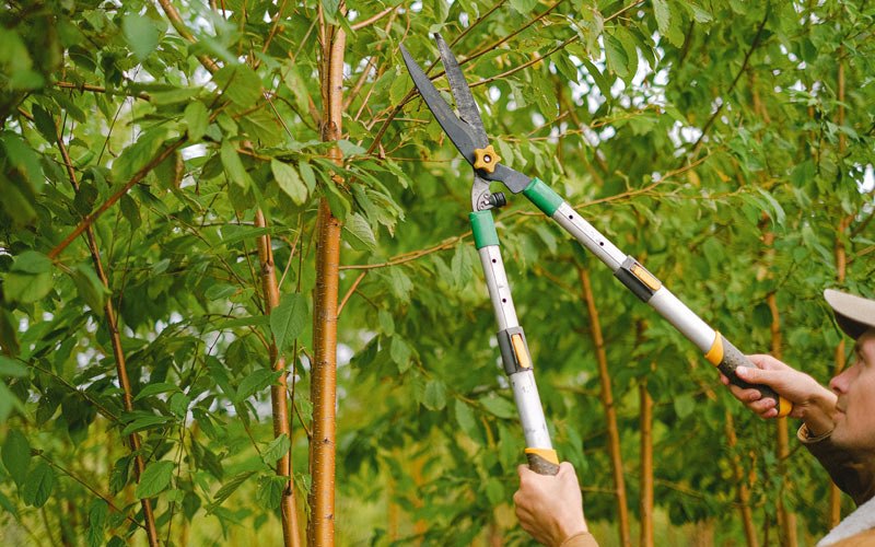 Tree trimming in Livermore, KY